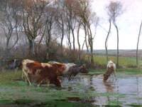 The Drinking Pool