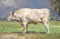 The White Bull