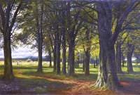 A Beech Wood