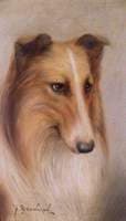 Collie