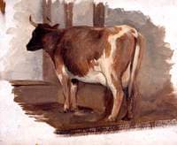 Ayrshire Cow