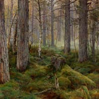 Birch Forest