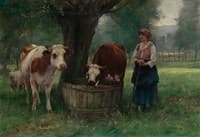Young Woman Watering Cattle