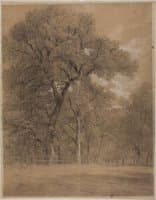 Edge of a Forest