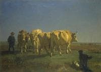 Oxen