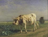 The White Bull