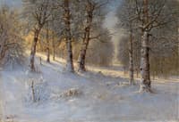 Winter Forest