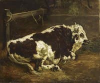 Bull Resting