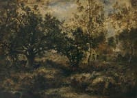 Forest Interior