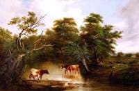 Cattle Watering