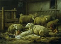 Sheep and Chickens