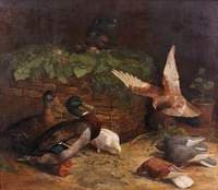 Mallards and Pigeons