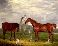 Three Horses of the 2nd Lord de Tabley and His Dog, 'Vic'