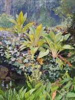 Young Foxgloves