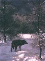 Wolf in the Winter Forest