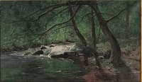 Forest Stream