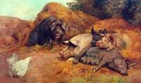 Pigs Disturbed by a Hen