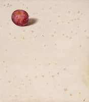 Plum