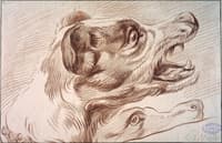 Head of a Dog