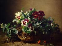 Pansies
