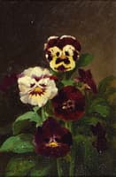 Pansies