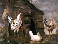 Poultry