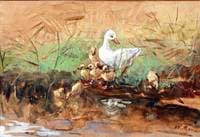 Duck and Ducklings