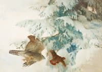 Goshawk Hunting