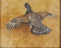 A Wood Grouse