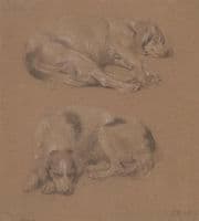 Studies of Dogs