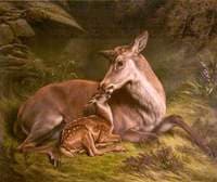 Fallow Deer with Fawn