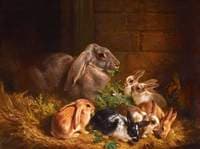 Rabbits