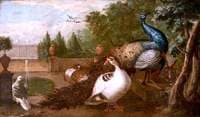 Peacocks with Duck, a Rabbit and Other Fowl in an Ornamental Garden