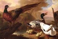 Pheasant and Ducks