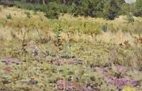 A Meadow