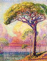 A Pine Tree