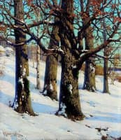 Oak Trees