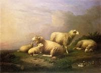 A Flock of Sheep Resting by a Pond