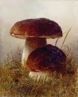 Mushrooms