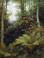 Ferns
