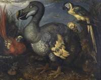 The Dodo