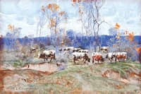 Cows