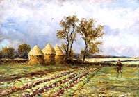 A Turnip Field