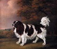 Study of a King Charles Spaniel