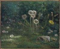 Dandelions
