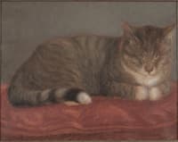 Sleeping Cat