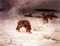 Wolves during Blizzard