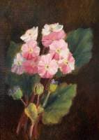 A Bunch of Polyanthus Flowers on a Dark Background