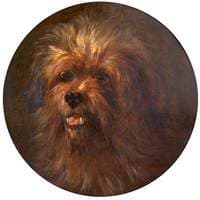 Head of a Yorkshire Terrier