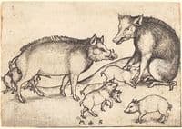 Family of Pigs